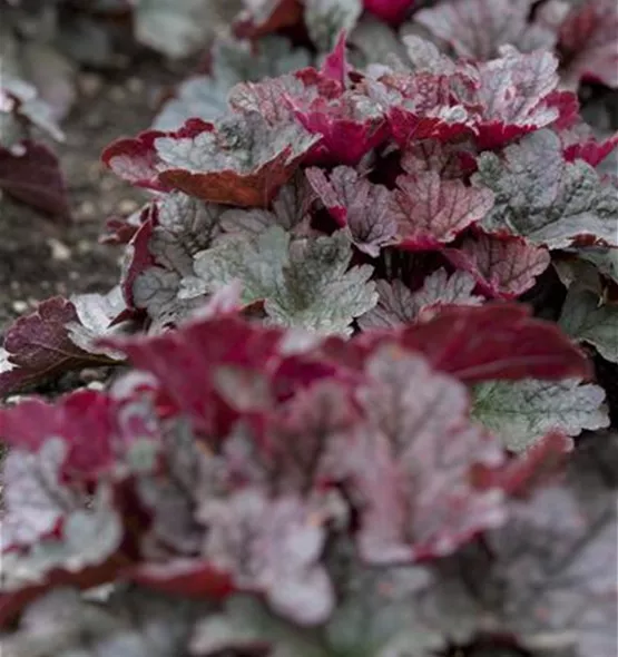 Heuchera