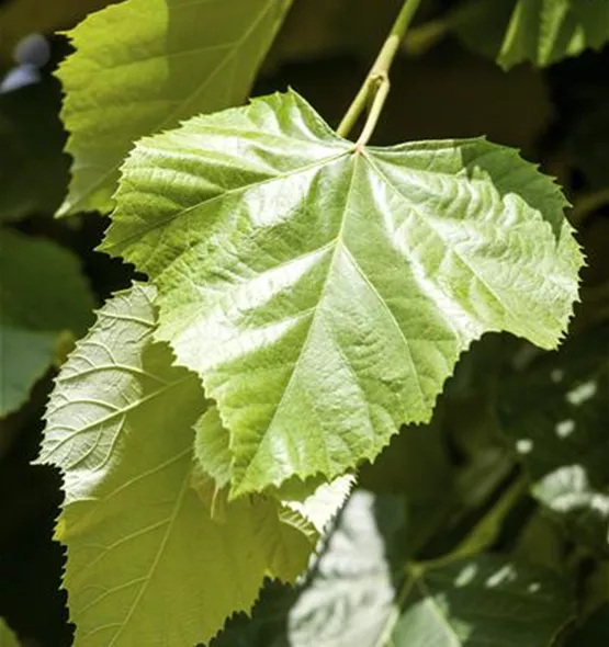 Tilia tomentosa