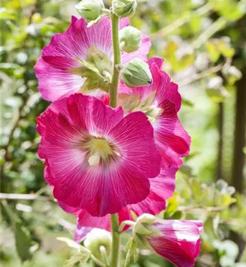 Alcea rosea