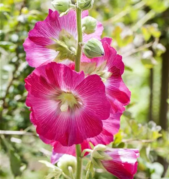 Alcea rosea