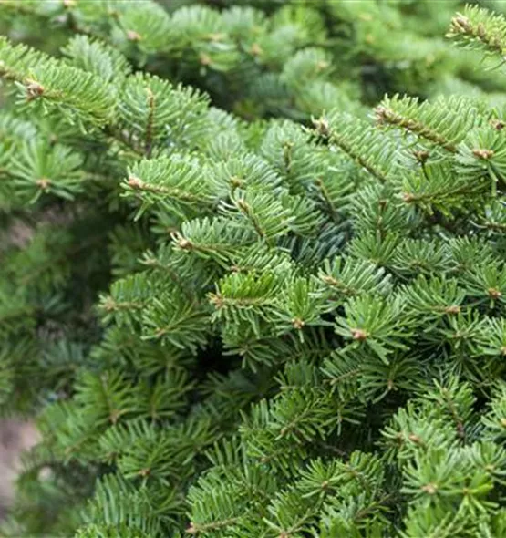 Abies balsamea