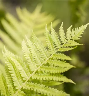 Dryopteris affinis