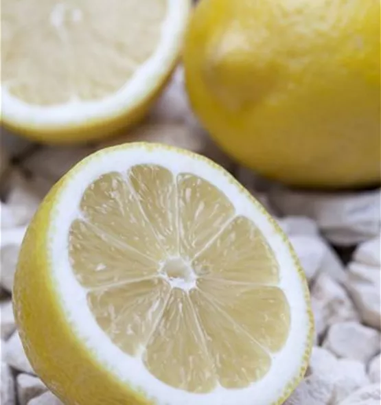 Citrus limon