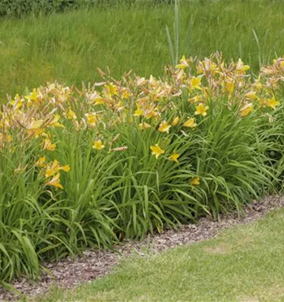 Hemerocallis