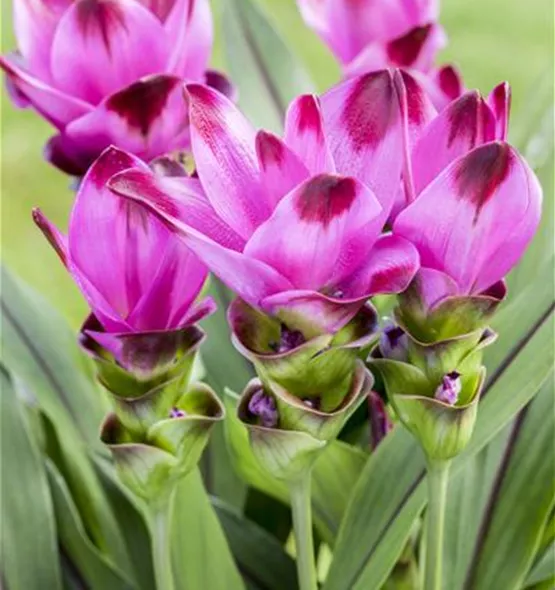 Curcuma alismatifolia