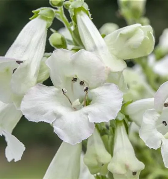 Penstemon barbatus