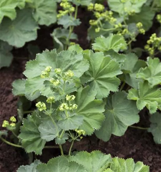 Alchemilla mollis