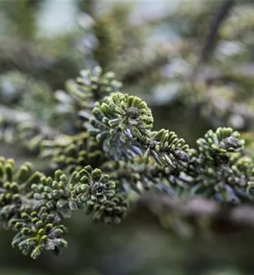 Abies koreana