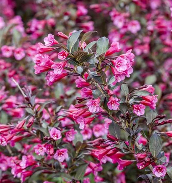 Weigela florida