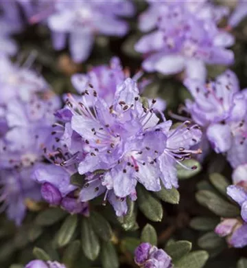 Rhododendron impeditum