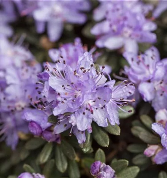 Rhododendron impeditum