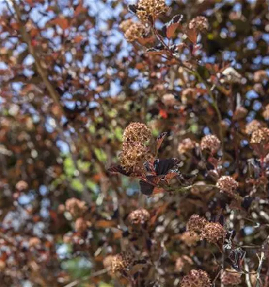 Physocarpus opulifolius