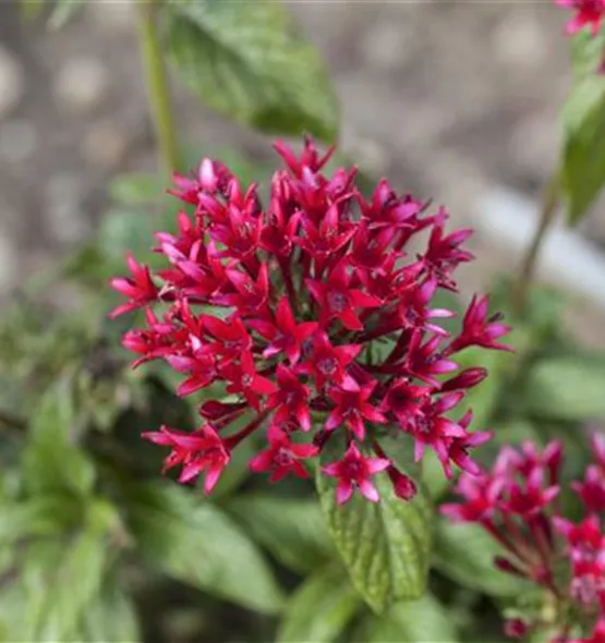 Pentas lanceolata