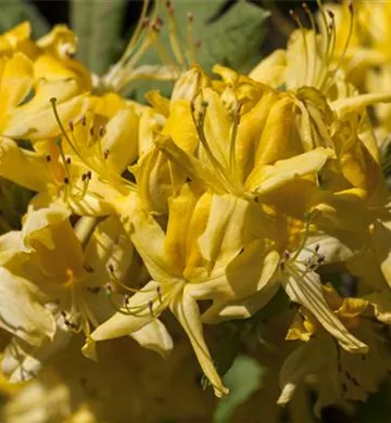 Rhododendron luteum