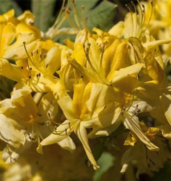 Rhododendron luteum