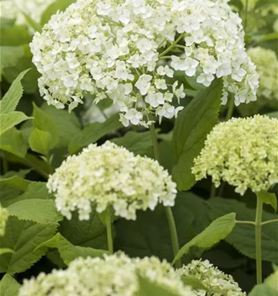 Hydrangea arborescens