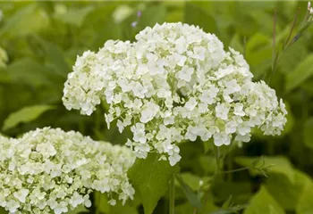 Hortensien für Garten und Balkon – ein tolles Blütenspiel