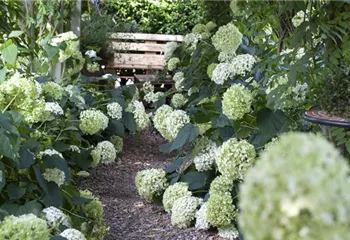 Pflanzpartner für Hortensien – Ideen für den Garten