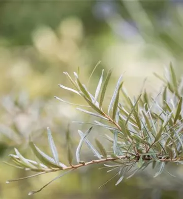 Hippophae rhamnoides