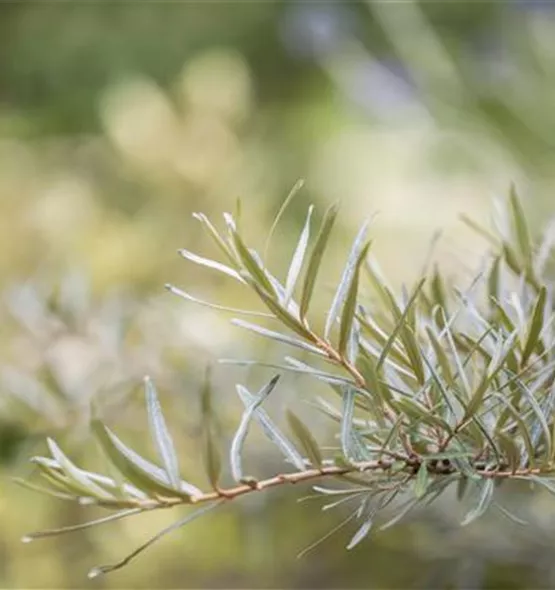 Hippophae rhamnoides