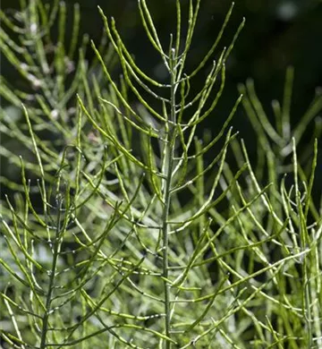 Equisetum