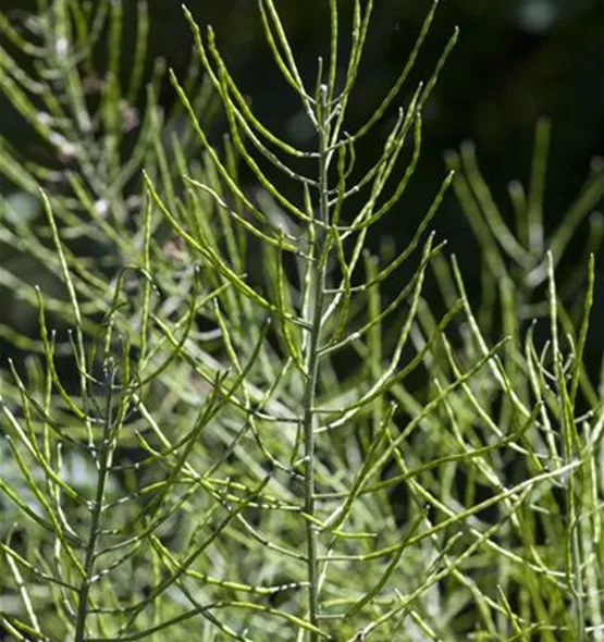 Equisetum