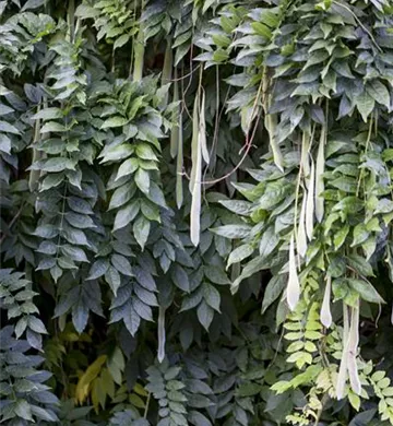 Wisteria sinensis