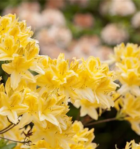 Rhododendron molle