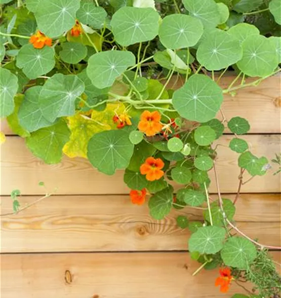 Tropaeolum minus