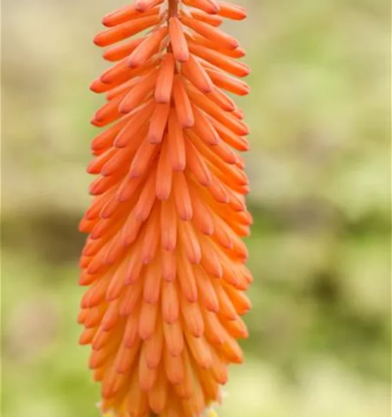 Kniphofia uvaria