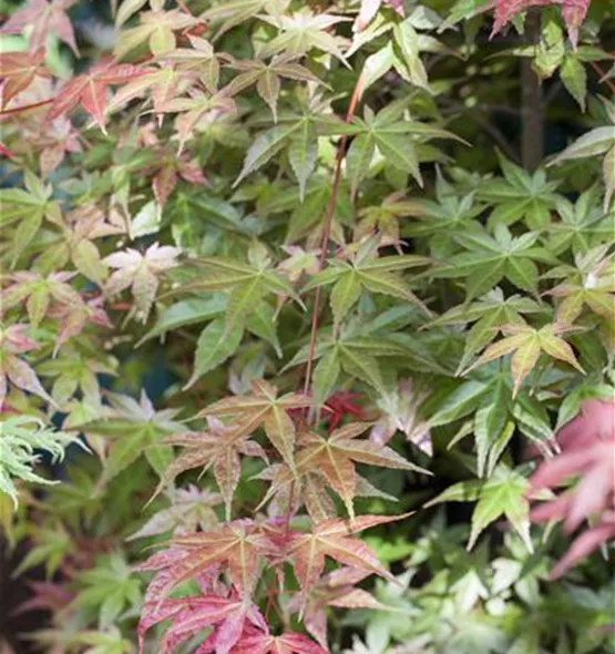 Acer palmatum