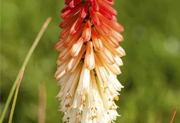 Fackellilien – ein florales Flammenmeer im Garten