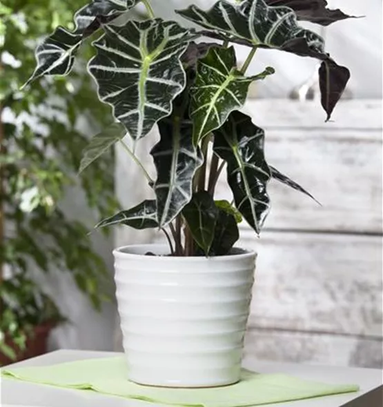 Alocasia x amazonica