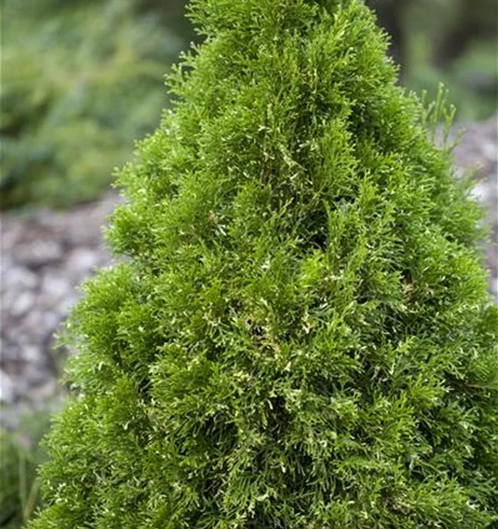 Thuja occidentalis