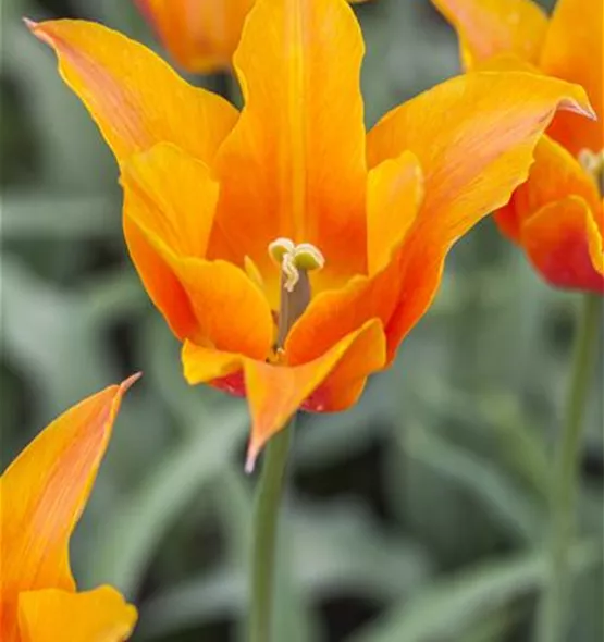 Tulipa lilienblütig