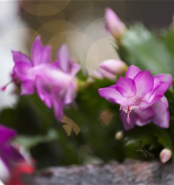 Schlumbergera bridgesii