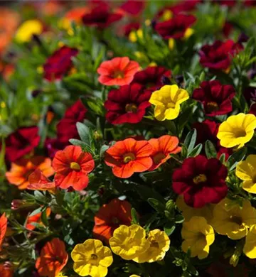 Calibrachoa x hybrida