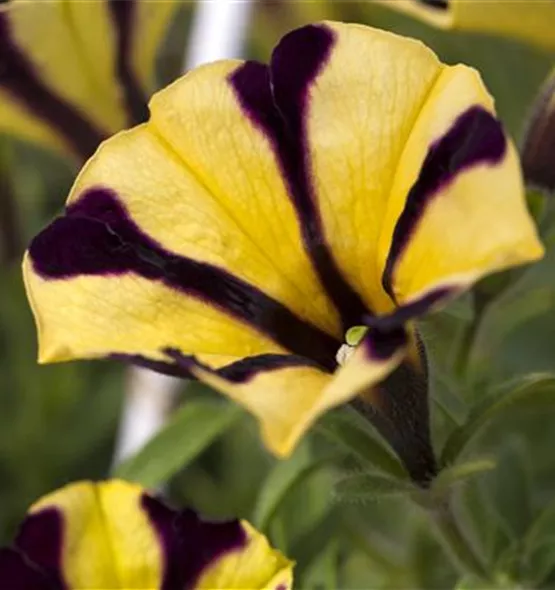 Petunia-Hybriden hängend