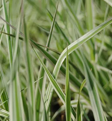 Phalaris arundinacea