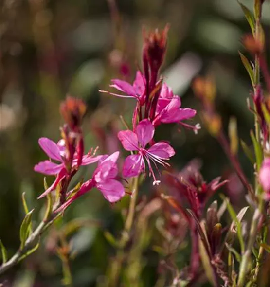 Gaura lindheimeri