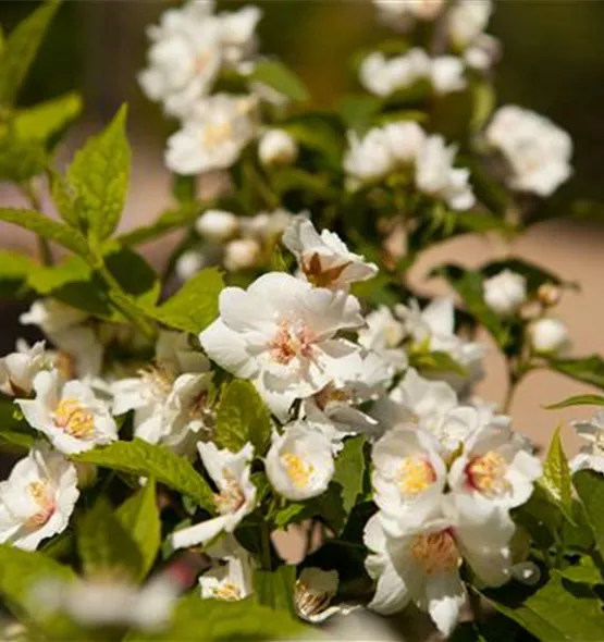 Philadelphus x virginalis