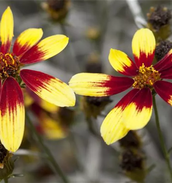 Coreopsis verticillata