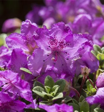 Rhododendron keleticum