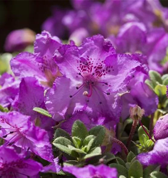 Rhododendron keleticum