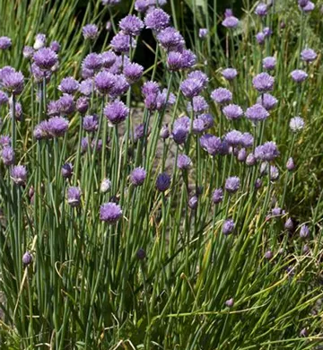 Allium schoenoprasum