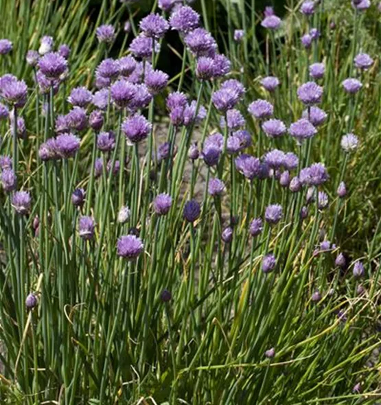 Allium schoenoprasum