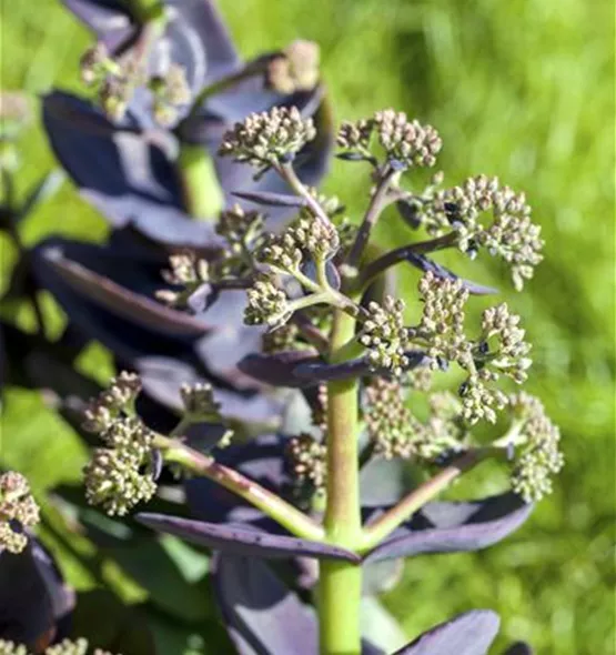 Sedum cauticola