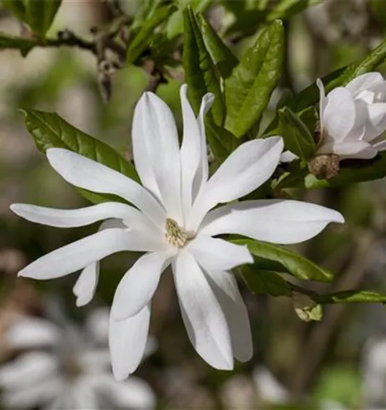 Magnolia stellata