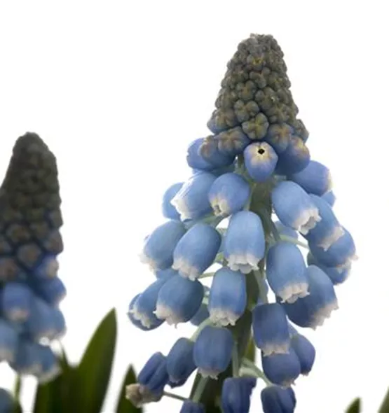 Muscari