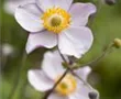 Garten-Herbst-Anemone